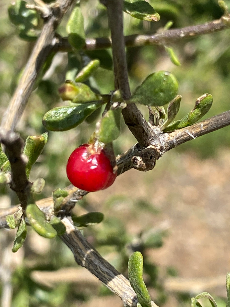 Lycium Brevipes Baja Desert Thorn – Neel's Nursery