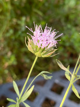 Load image into Gallery viewer, Monardella viminea Willowy Monardella San Diego Willowy Mint