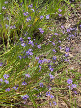 Load image into Gallery viewer, Sisyrinchium bellum Blue Eyed Grass