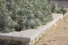 Load image into Gallery viewer, Salvia apiana White Sage & Selections