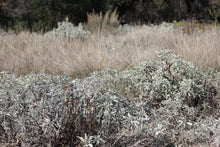 Load image into Gallery viewer, Salvia apiana White Sage & Selections