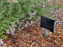 Load image into Gallery viewer, Salvia mellifera Black Sage & Selections