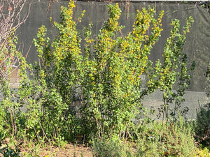 Ribes aureum Golden Currant & var. gracillimum