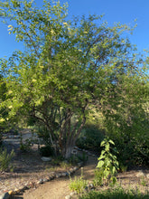Load image into Gallery viewer, Sambucus mexicana (Sambucus nigra ssp. caerulea) Blue Elderberry