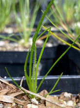 Load image into Gallery viewer, Plantago erecta Dotseed Plantain