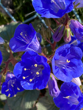 Load image into Gallery viewer, Phacelia campanularia Desertbells California Bluebell