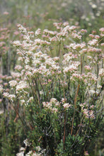 Load image into Gallery viewer, Eriogonum fasciculatum California Buckwheat &amp; Selections