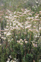 Load image into Gallery viewer, Eriogonum fasciculatum California Buckwheat & Selections