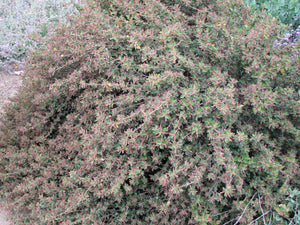 Acalypha californica California Copperleaf