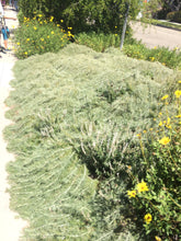Load image into Gallery viewer, Artemisia californica California Sagebrush & Groundcover Selections