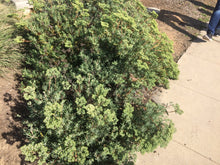 Load image into Gallery viewer, Eriogonum arborescens Santa Cruz Island Buckwheat