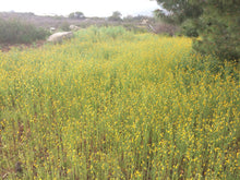 Load image into Gallery viewer, Amsinckia intermedia Common Fiddleneck