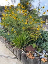 Load image into Gallery viewer, Helianthus annuus Sunflower