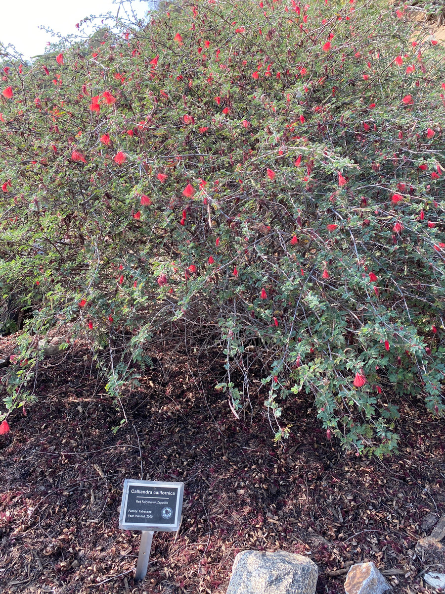 Calliandra californica Baja Fairy Duster – Neel's Nursery