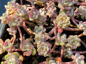 Sedum spathulifolium 'Cape Blanco' Cape Blanco Common Stonecrop