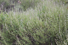 Load image into Gallery viewer, Salvia mellifera Black Sage & Selections