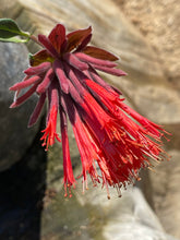 Load image into Gallery viewer, Monardella macrantha 'Marian Sampson' Marian Sampson Coyote Mint