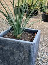 Load image into Gallery viewer, Hesperoyucca whipplei Chaparral Yucca