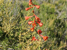 Load image into Gallery viewer, Delphinium cardinale Scarlet Larkspur