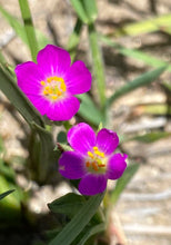 Load image into Gallery viewer, Calandrinia menziesii Red Maids