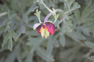 Paeonia californica California Peony