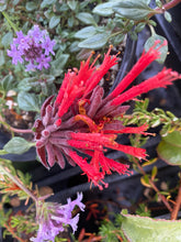 Load image into Gallery viewer, Monardella macrantha 'Marian Sampson' Marian Sampson Coyote Mint