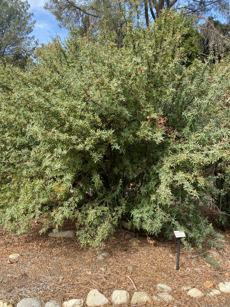 Berberis (Mahonia) Nevinii Nevin's Barberry – Neel's Nursery