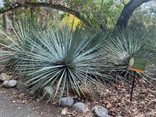 Load image into Gallery viewer, Hesperoyucca whipplei Chaparral Yucca