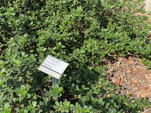 Load image into Gallery viewer, Ceanothus thyrsiflorus var. griseus 'Yankee Point' Yankee Point Carmel Ceanothus & 'Kurt Zadnik'