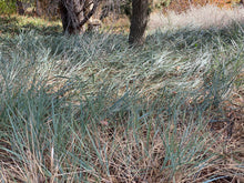 Load image into Gallery viewer, Elymus condensatus &#39;Canyon Prince&#39; Canyon Prince Wild Rye Leymus