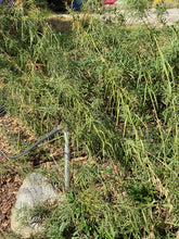 Load image into Gallery viewer, Asclepias fascicularis Narrow Leaf Milkweed