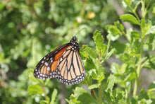 Load image into Gallery viewer, Baccharis pilularis Coyote Bush