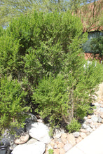 Load image into Gallery viewer, Baccharis pilularis Coyote Bush
