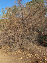 Load image into Gallery viewer, Sambucus mexicana (Sambucus nigra ssp. caerulea) Blue Elderberry