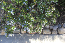 Load image into Gallery viewer, Ceanothus thyrsiflorus var. griseus 'Yankee Point' Yankee Point Carmel Ceanothus & 'Kurt Zadnik'