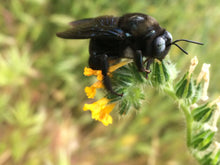 Load image into Gallery viewer, Amsinckia intermedia Common Fiddleneck