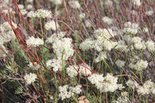 Load image into Gallery viewer, Eriogonum fasciculatum California Buckwheat & Selections