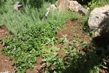 Load image into Gallery viewer, Ceanothus thyrsiflorus var. griseus 'Yankee Point' Yankee Point Carmel Ceanothus & 'Kurt Zadnik'