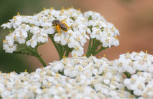 Load image into Gallery viewer, Achillea millefolium Common Yarrow &amp; Selections