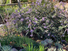 Load image into Gallery viewer, Ceanothus maritimus &#39;Valley Violet&#39; - &#39;Popcorn&#39; - &#39;Point Sierra&#39;  Mountain Lilac