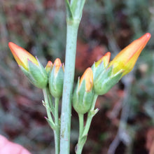 Load image into Gallery viewer, Penstemon labrosus San Gabriel Beardtongue