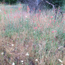 Load image into Gallery viewer, Penstemon labrosus San Gabriel Beardtongue