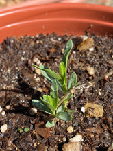Load image into Gallery viewer, Asclepias fascicularis Narrow Leaf Milkweed