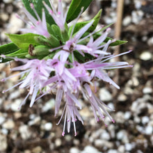 Load image into Gallery viewer, Monardella viminea Willowy Monardella San Diego Willowy Mint