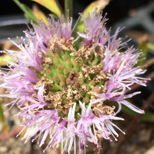 Load image into Gallery viewer, Monardella viminea Willowy Monardella San Diego Willowy Mint