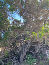 Load image into Gallery viewer, Baccharis pilularis Coyote Bush