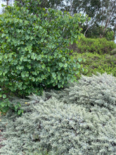 Load image into Gallery viewer, Artemisia californica California Sagebrush & Groundcover Selections