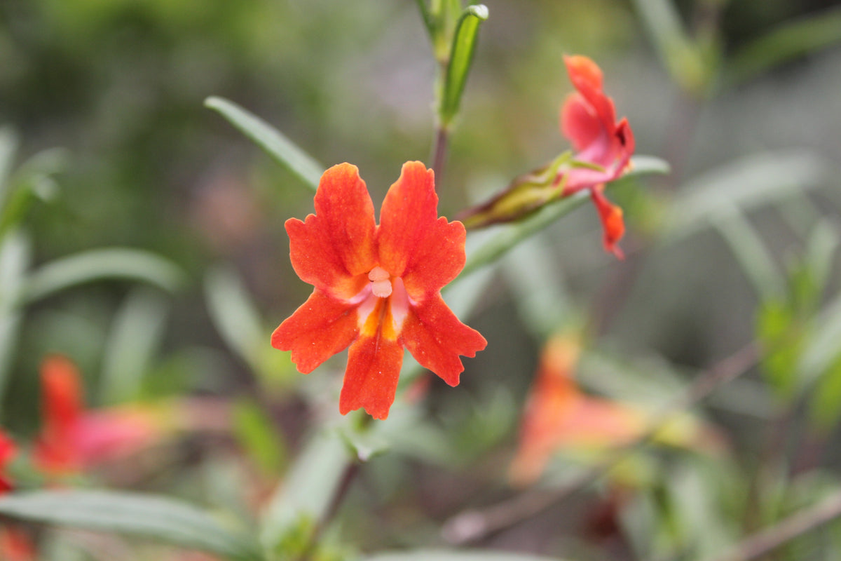 Mimulus aurantiacus var. puniceus Red Bush Monkeyflower