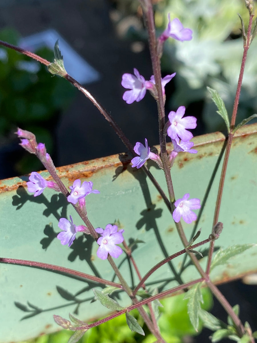 Verbena lasiostachys Vervain – Neel's Nursery