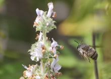 Load image into Gallery viewer, Salvia mellifera Black Sage & Selections